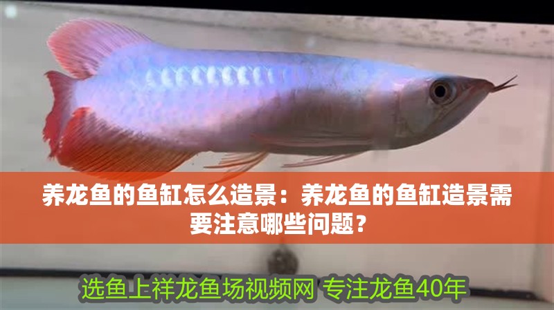 養龍魚的魚缸怎么造景：養龍魚的魚缸造景需要注意哪些問題？