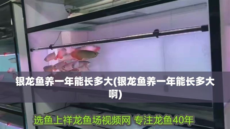 銀龍魚養一年能長多大(銀龍魚養一年能長多大啊) 銀龍魚養一年能長多大(銀龍魚養一年能長多大啊) 銀龍魚百科 第1張