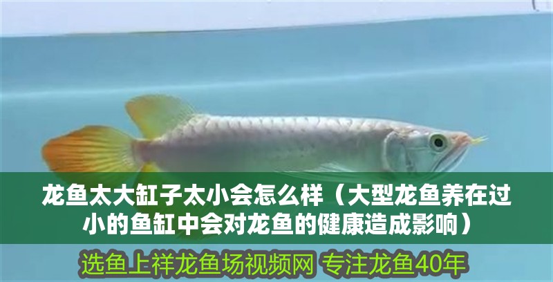 龍魚太大缸子太小會怎么樣（大型龍魚養(yǎng)在過小的魚缸中會對龍魚的健康造成影響） 龍魚太大缸子太小會怎么樣（大型龍魚養(yǎng)在過小的魚缸中會對龍魚的健康造成影響） 龍魚百科