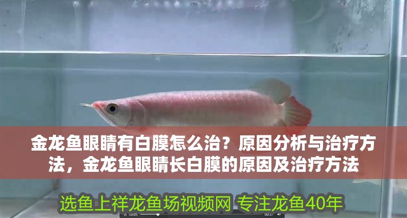 金龍魚眼睛有白膜怎么治?原因分析與治療方法,金龍魚眼睛長白膜的原因及治療方法 龍魚常見疾病 第1張 金龍魚眼睛有白膜怎么治?原因分析與治療方法,金龍魚眼睛長白膜的原因及治療方法 金龍魚眼睛有白膜怎么治?原因分析與治療方法,金龍魚眼睛長白膜的原因及治療方法 龍魚常見疾病 第1張
