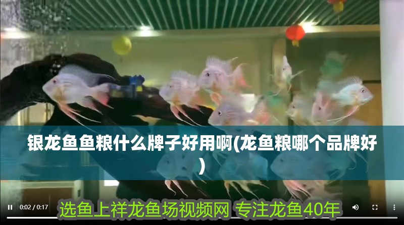 銀龍魚魚糧什么牌子好用啊(龍魚糧哪個品牌好)