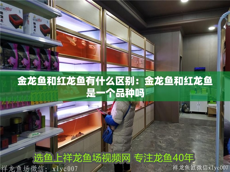 給大魚缸換水的作文:體驗給大魚缸換水的樂趣:體驗給大魚缸換水:給大魚缸換水的作文 金龍魚和紅龍魚有什么區別:金龍魚和紅龍魚是一個品種嗎 龍魚百科 金龍魚和紅龍魚有什么區別:金龍魚和紅龍魚是一個品種嗎 金龍魚和紅龍魚有什么區別:金龍魚和紅龍魚是一個品種嗎 龍魚百科