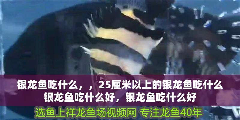 銀龍魚吃什么，，25厘米以上的銀龍魚吃什么銀龍魚吃什么好，銀龍魚吃什么好