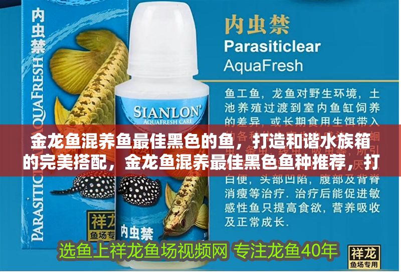 金龍魚混養魚最佳黑色的魚，打造和諧水族箱的完美搭配，金龍魚混養最佳黑色魚種推薦，打造和諧水族箱的完美搭配