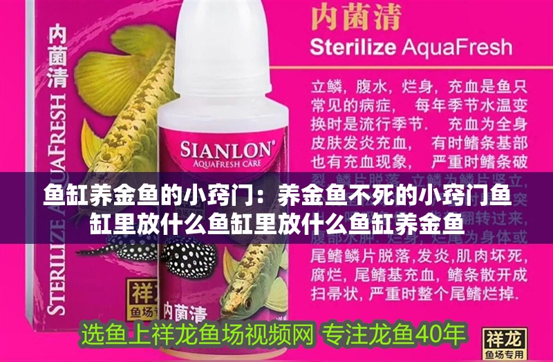 魚缸養(yǎng)金魚的小竅門：養(yǎng)金魚不死的小竅門魚缸里放什么魚缸里放什么魚缸養(yǎng)金魚