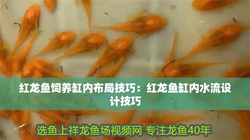 紅龍魚飼養(yǎng)缸內(nèi)布局技巧：紅龍魚缸內(nèi)水流設(shè)計(jì)技巧