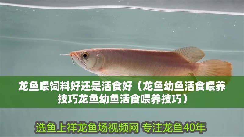 龍魚喂飼料好還是活食好（龍魚幼魚活食喂養技巧龍魚幼魚活食喂養技巧）