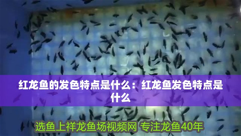 紅龍魚的發色特點是什么：紅龍魚發色特點是什么 紅龍魚的發色特點是什么：紅龍魚發色特點是什么 龍魚百科