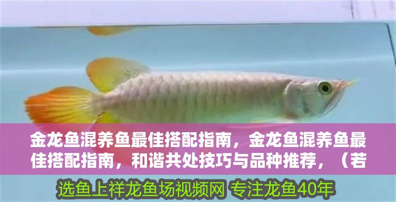金龍魚混養魚最佳搭配指南，金龍魚混養魚最佳搭配指南，和諧共處技巧與品種推薦，（若需更簡潔，可保留原標題或調整為，金龍魚混養攻略，兼容魚種與避坑指南）