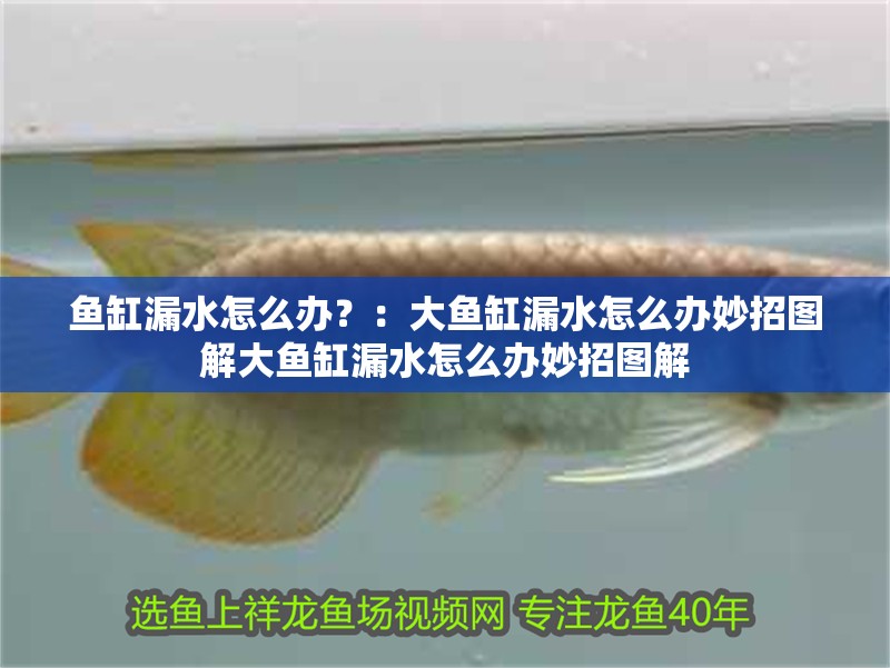 魚(yú)缸漏水怎么辦？：大魚(yú)缸漏水怎么辦妙招圖解大魚(yú)缸漏水怎么辦妙招圖解