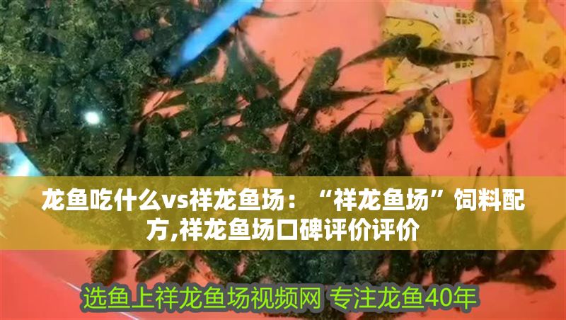 龍魚吃什么vs祥龍魚場:“祥龍魚場”飼料配方,祥龍魚場口碑評價評價 vs祥龍魚場 第1張 龍魚吃什么vs祥龍魚場:“祥龍魚場”飼料配方,祥龍魚場口碑評價評價 龍魚吃什么vs祥龍魚場:“祥龍魚場”飼料配方,祥龍魚場口碑評價評價 vs祥龍魚場 第1張
