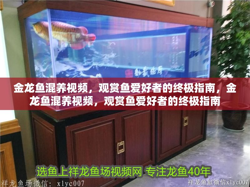 金龍魚混養視頻，觀賞魚愛好者的終極指南，金龍魚混養視頻，觀賞魚愛好者的終極指南