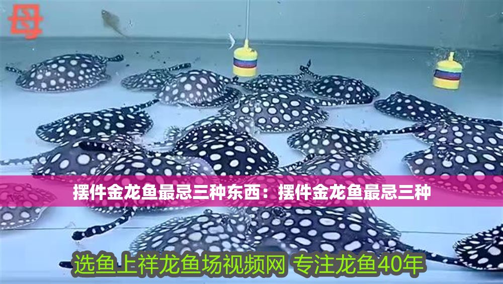 擺件金龍魚最忌三種東西：擺件金龍魚最忌三種 擺件金龍魚最忌三種東西：擺件金龍魚最忌三種 龍魚百科 第1張