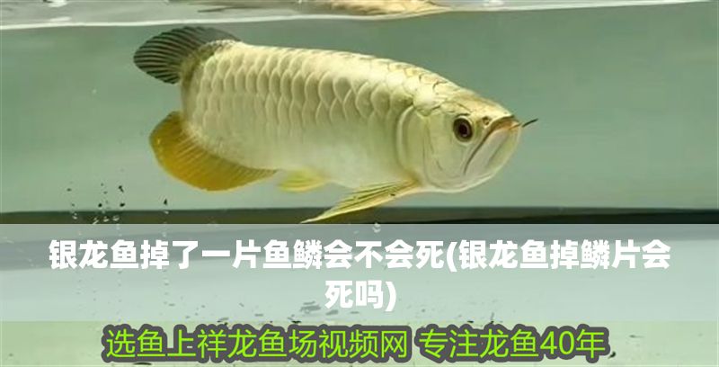 銀龍魚掉了一片魚鱗會不會死(銀龍魚掉鱗片會死嗎) 銀龍魚掉了一片魚鱗會不會死(銀龍魚掉鱗片會死嗎) 銀龍魚百科 第1張