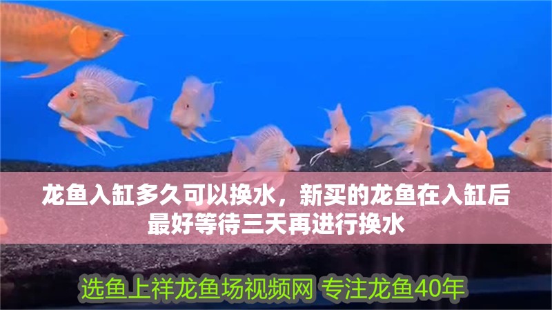 龍魚入缸多久可以換水，新買的龍魚在入缸后最好等待三天再進行換水 龍魚入缸多久可以換水，新買的龍魚在入缸后最好等待三天再進行換水 龍魚百科