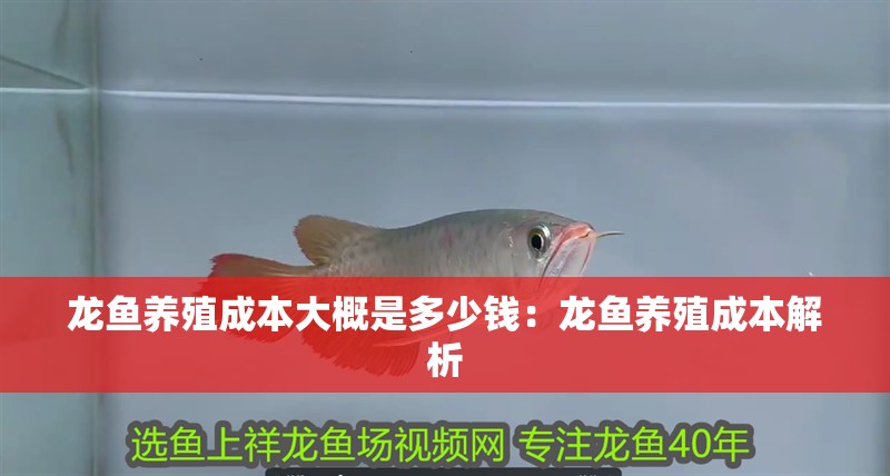 龍魚養殖成本大概是多少錢：龍魚養殖成本解析