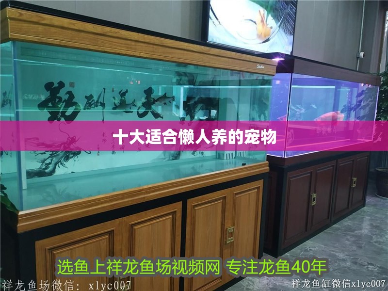 十大適合懶人養的寵物