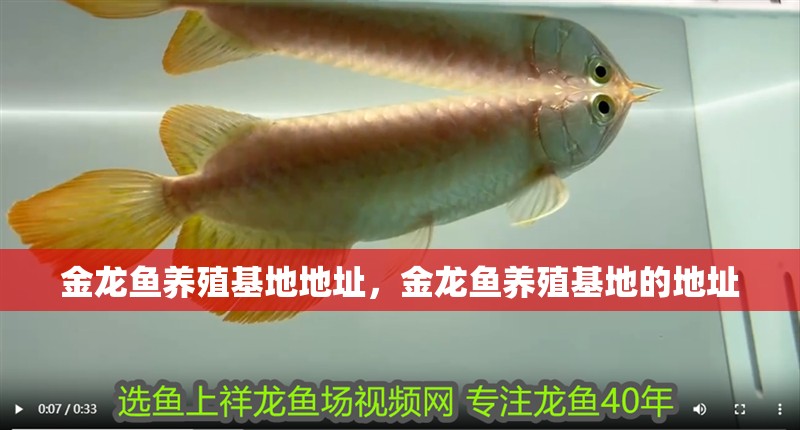 金龍魚養(yǎng)殖基地地址，金龍魚養(yǎng)殖基地的地址 金龍魚養(yǎng)殖基地地址，金龍魚養(yǎng)殖基地的地址 龍魚百科