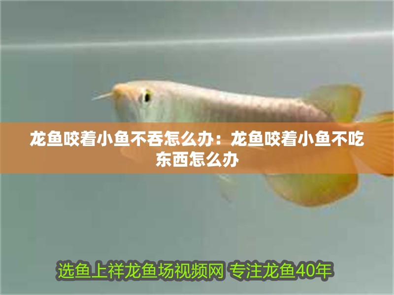 龍魚咬著小魚不吞怎么辦：龍魚咬著小魚不吃東西怎么辦