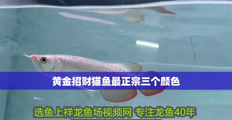 黃金招財(cái)貓魚最正宗三個(gè)顏色