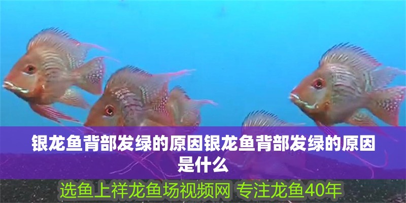魚缸造景先放沙還是先放水(魚缸造景先鋪沙還是先放石頭) 銀龍魚背部發(fā)綠的原因銀龍魚背部發(fā)綠的原因是什么 銀龍魚百科 銀龍魚背部發(fā)綠的原因銀龍魚背部發(fā)綠的原因是什么 銀龍魚背部發(fā)綠的原因銀龍魚背部發(fā)綠的原因是什么 銀龍魚百科