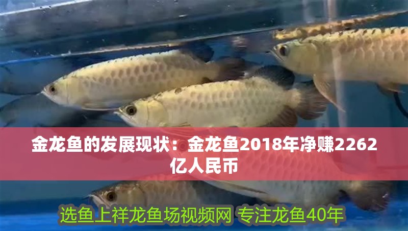 金龍魚的發(fā)展現(xiàn)狀：金龍魚2018年凈賺2262億人民幣