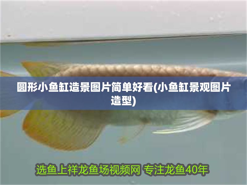 圓形小魚缸造景圖片簡單好看(小魚缸景觀圖片造型) 圓形小魚缸造景圖片簡單好看(小魚缸景觀圖片造型) 錦鯉魚百科 第1張