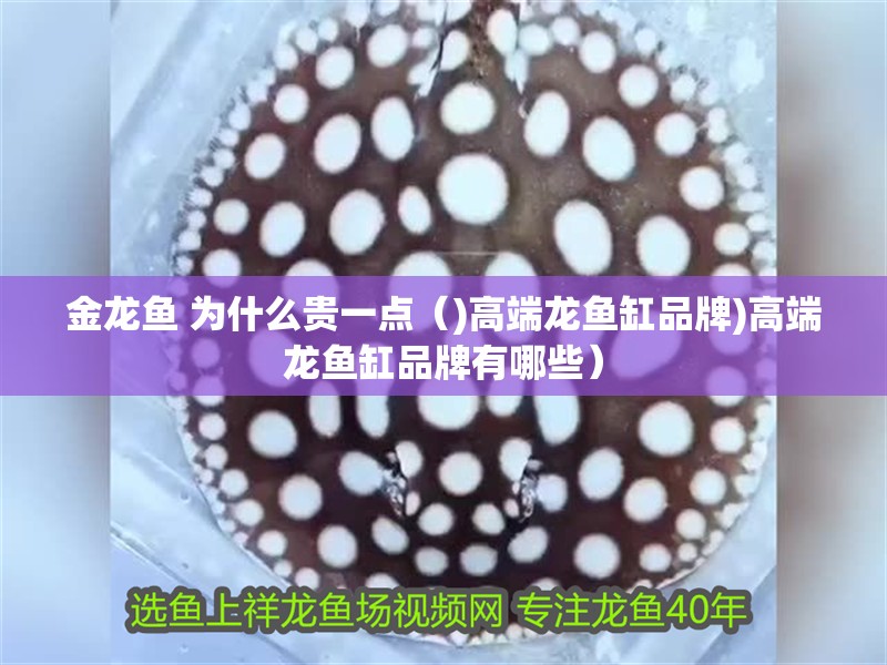 魚缸過濾器選購指南:自制魚缸過濾器魚缸上置過濾器對于養魚愛好者的必備知識 金龍魚 為什么貴一點()高端龍魚缸品牌)高端龍魚缸品牌有哪些) 龍魚百科 金龍魚 為什么貴一點()高端龍魚缸品牌)高端龍魚缸品牌有哪些) 金龍魚 為什么貴一點()高端龍魚缸品牌)高端龍魚缸品牌有哪些) 龍魚百科