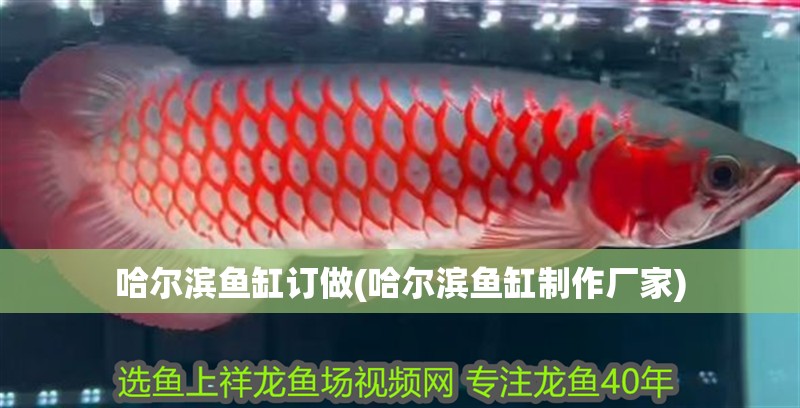 哈爾濱魚缸訂做(哈爾濱魚缸制作廠家)