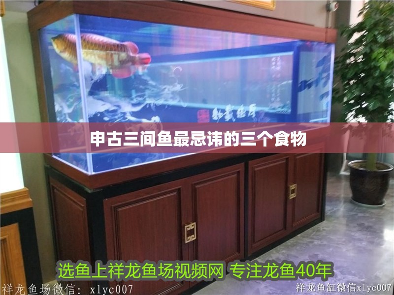申古三間魚最忌諱的三個食物
