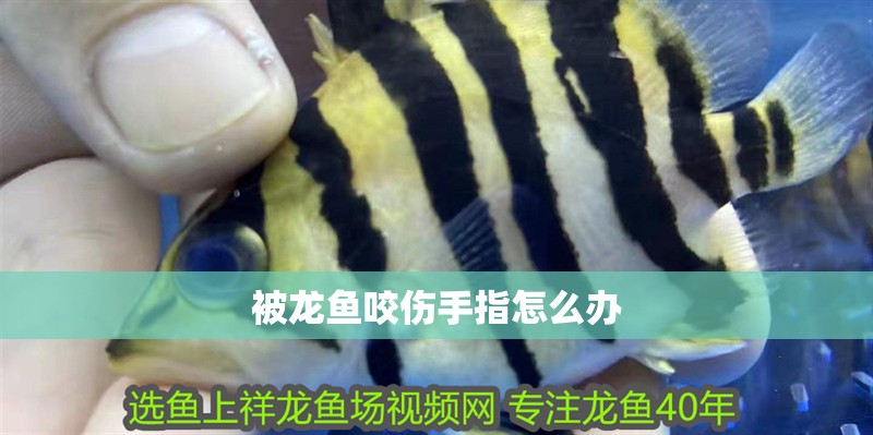 魚缸用增氧泵價格是多少:魚缸增氧機-xtrac增氧機-xtrac增氧機 被龍魚咬傷手指怎么辦 龍魚百科 被龍魚咬傷手指怎么辦 被龍魚咬傷手指怎么辦 龍魚百科