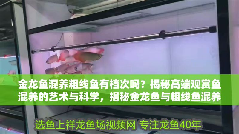 金龍魚混養粗線魚有檔次嗎？揭秘高端觀賞魚混養的藝術與科學，揭秘金龍魚與粗線魚混養，高端觀賞魚搭配的藝術與科學
