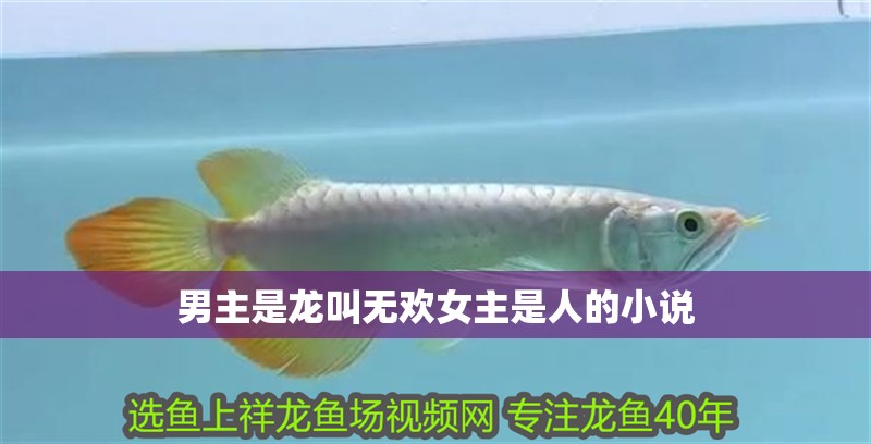 男主是龍叫無歡女主是人的小說