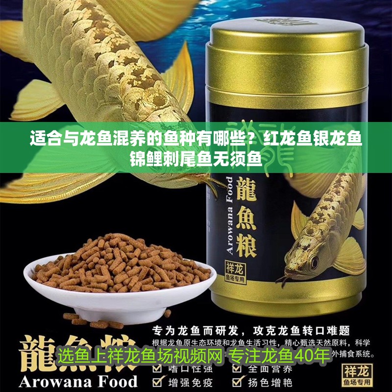 適合與龍魚混養(yǎng)的魚種有哪些？紅龍魚銀龍魚錦鯉刺尾魚無須魚