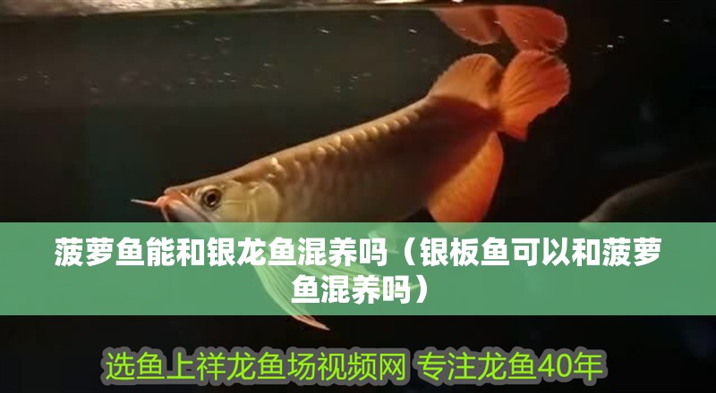 菠蘿魚能和銀龍魚混養嗎（銀板魚可以和菠蘿魚混養嗎）