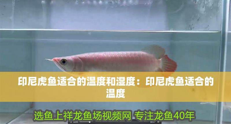 印尼虎魚適合的溫度和濕度：印尼虎魚適合的溫度 印尼虎魚適合的溫度和濕度：印尼虎魚適合的溫度 虎魚百科 第2張