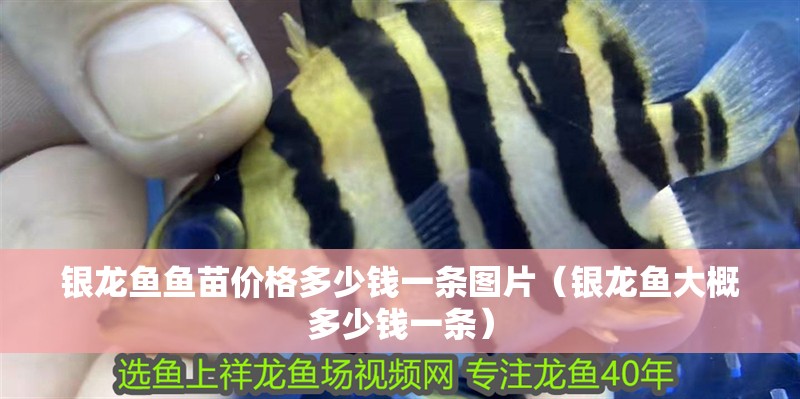 銀龍魚魚苗價格多少錢一條圖片（銀龍魚大概多少錢一條）