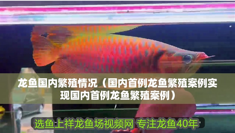 龍魚國內繁殖情況（國內首例龍魚繁殖案例實現國內首例龍魚繁殖案例）