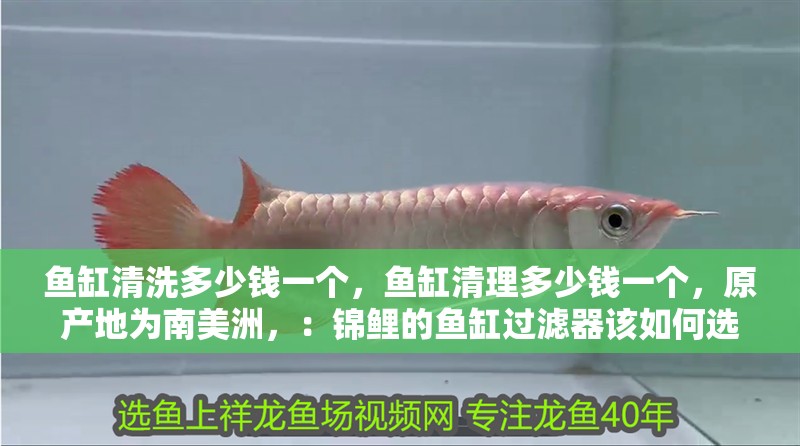 魚缸清洗多少錢一個，魚缸清理多少錢一個，原產地為南美洲，：錦鯉的魚缸過濾器該如何選擇，魚缸清理多少錢一個
