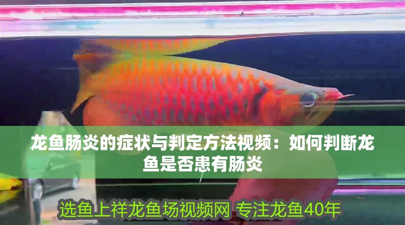 龍魚腸炎的癥狀與判定方法視頻：如何判斷龍魚是否患有腸炎 龍魚腸炎的癥狀與判定方法視頻：如何判斷龍魚是否患有腸炎 龍魚百科