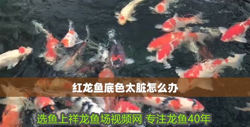 紅龍魚(yú)底色太臟怎么辦 紅龍魚(yú)底色太臟怎么辦 龍魚(yú)百科