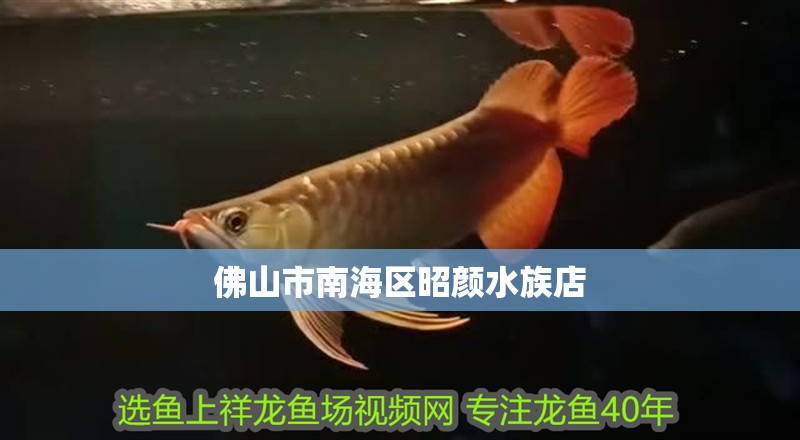 佛山市南海區昭顏水族店