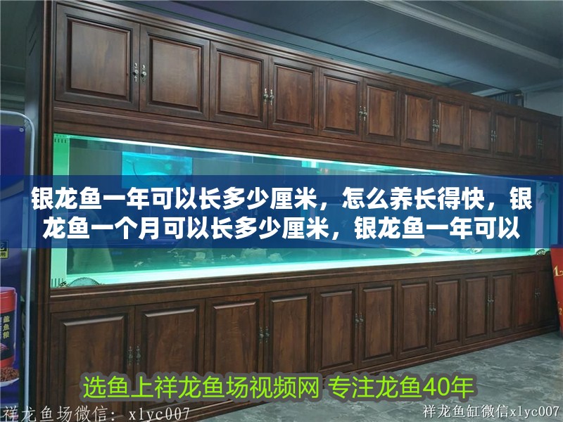 我的虎魚真菌感染了要怎么處理 銀龍魚一年可以長多少厘米,怎么養長得快,銀龍魚一個月可以長多少厘米,銀龍魚一年可以長多少厘米 銀龍魚百科 銀龍魚一年可以長多少厘米,怎么養長得快,銀龍魚一個月可以長多少厘米,銀龍魚一年可以長多少厘米 銀龍魚一年可以長多少厘米,怎么養長得快,銀龍魚一個月可以長多少厘米,銀龍魚一年可以長多少厘米 銀龍魚百科
