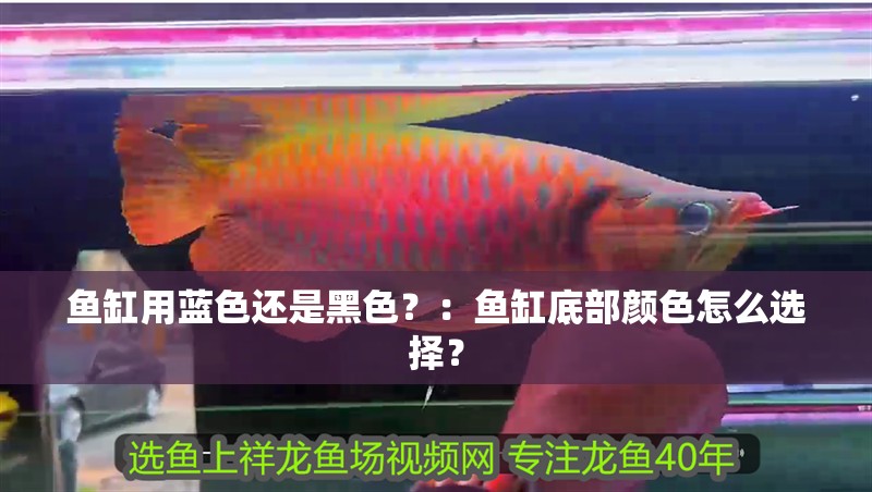 魚缸用藍色還是黑色？：魚缸底部顏色怎么選擇？