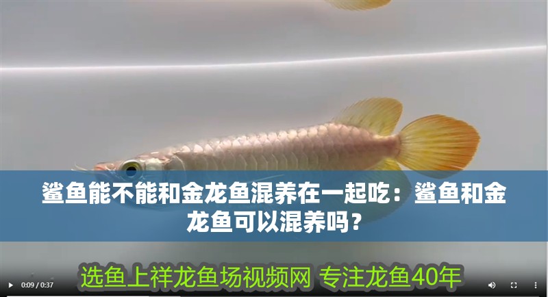 鯊魚能不能和金龍魚混養在一起吃：鯊魚和金龍魚可以混養嗎？