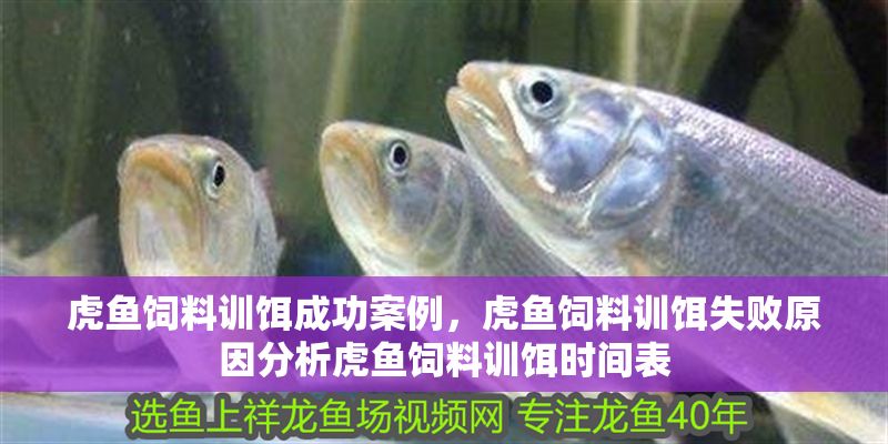 虎魚飼料訓餌成功案例，虎魚飼料訓餌失敗原因分析虎魚飼料訓餌時間表