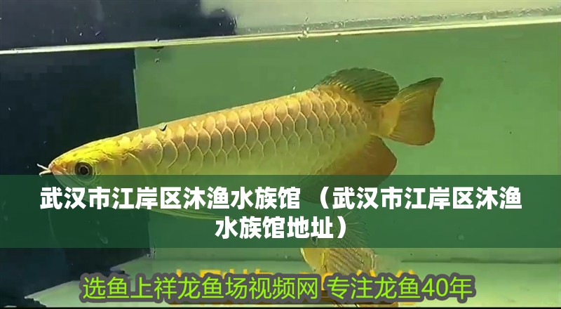 武漢市江岸區沐漁水族館 （武漢市江岸區沐漁水族館地址）