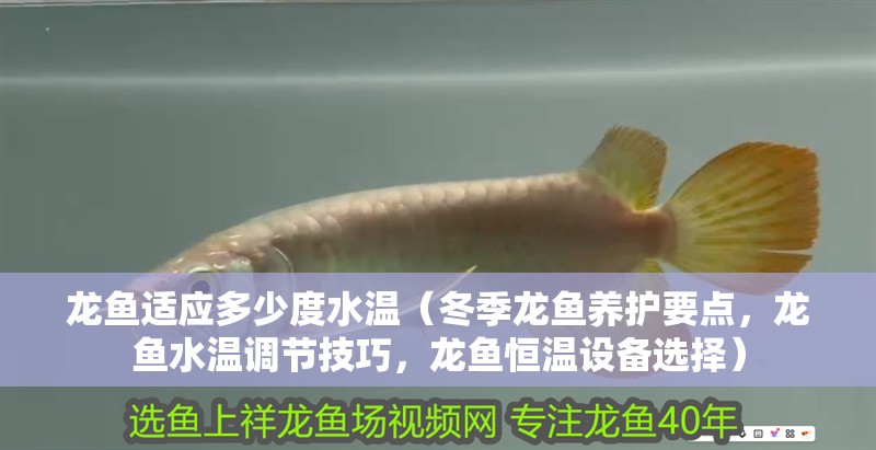 魚缸過(guò)濾器選購(gòu)指南:自制魚缸過(guò)濾器魚缸上置過(guò)濾器對(duì)于養(yǎng)魚愛好者的必備知識(shí) 龍魚適應(yīng)多少度水溫(冬季龍魚養(yǎng)護(hù)要點(diǎn),龍魚水溫調(diào)節(jié)技巧,龍魚恒溫設(shè)備選擇) 龍魚百科 龍魚適應(yīng)多少度水溫(冬季龍魚養(yǎng)護(hù)要點(diǎn),龍魚水溫調(diào)節(jié)技巧,龍魚恒溫設(shè)備選擇) 龍魚適應(yīng)多少度水溫(冬季龍魚養(yǎng)護(hù)要點(diǎn),龍魚水溫調(diào)節(jié)技巧,龍魚恒溫設(shè)備選擇) 龍魚百科