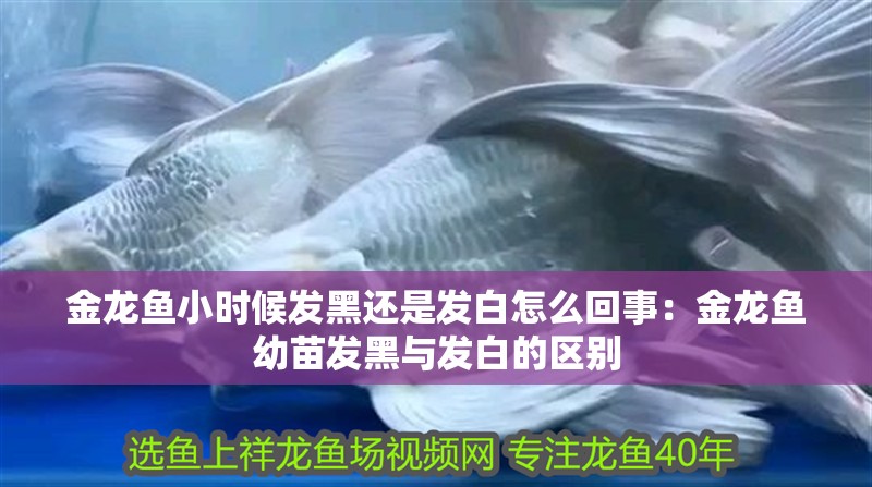 金龍魚小時候發黑還是發白怎么回事：金龍魚幼苗發黑與發白的區別