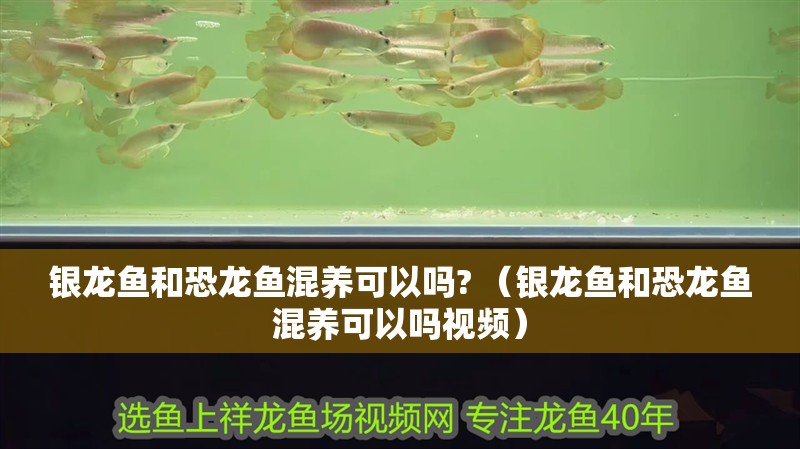銀龍魚和恐龍魚混養(yǎng)可以嗎? （銀龍魚和恐龍魚混養(yǎng)可以嗎視頻）